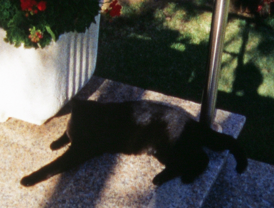 https://www.patrickcinema.de:443/files/gimgs/th-133_101 Palmas2.jpg